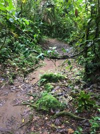 Plants growing in forest