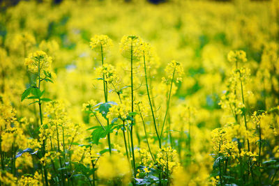 Scenic view of oilseed rape field