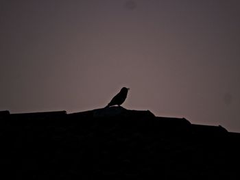 Silhouette of bird on roof against sky