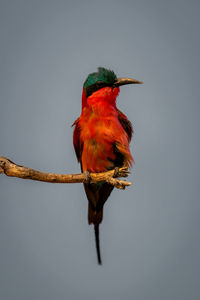 Close-up of bird perching on branch