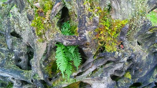 Close-up of tree