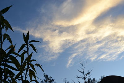 Low angle view of silhouette trees against sky