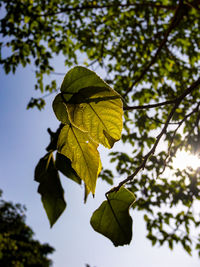 Low angle view of maple leaves against sky