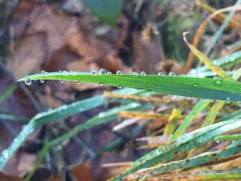 Close-up of water drops on grass