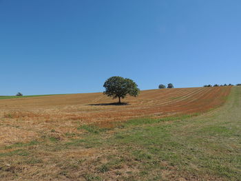 Tree on field against clear blue sky