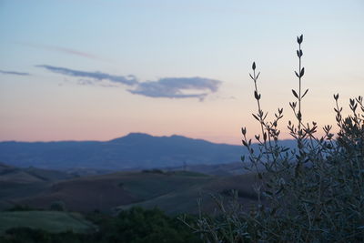 Silhouette plants on field against sky during sunset