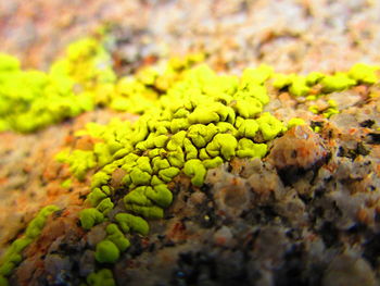 Close-up of moss growing on rock