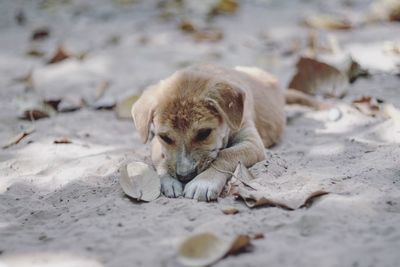 Puppy lying down