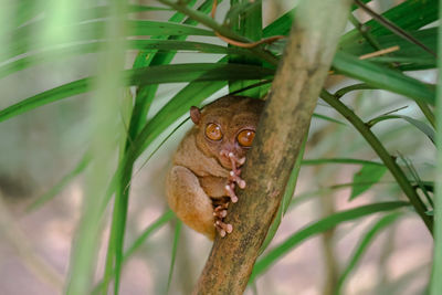 Close-up of animal on plant