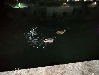 Swan swimming in lake