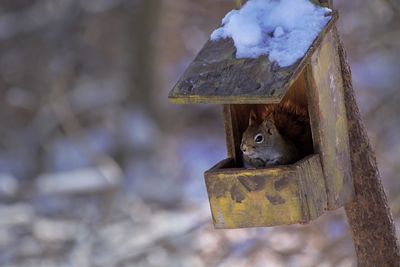 Close-up of a bird on wood