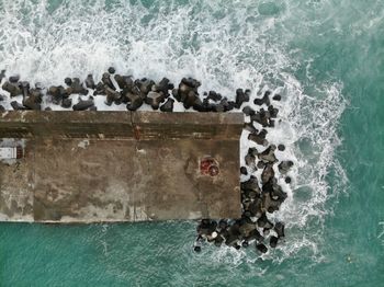 View of birds in sea