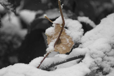 Close-up of frozen snow