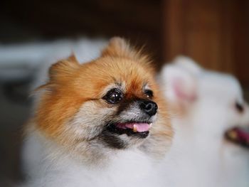 Close-up of a dog looking away