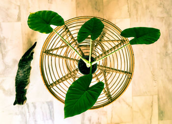 High angle view of leaves on table