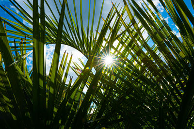 Low angle view of sunlight streaming through palm trees