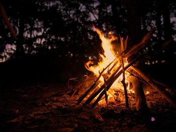 Low angle view of bonfire on tree at night