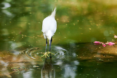 Close-up of egret in lake