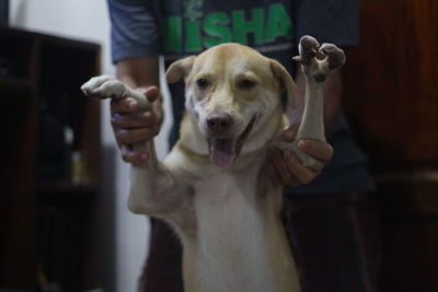 Dog holding camera on hand