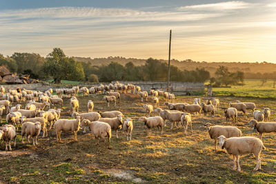 Flock of sheep on field against sky