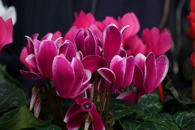 Close-up of pink flowers