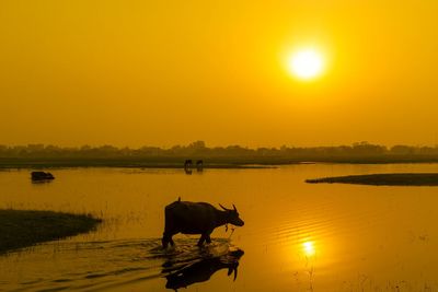 Horse standing in lake during sunset