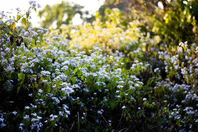 Close-up of flowering plants and leaves on field