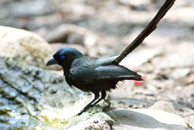 animal