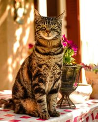 Portrait of tabby cat sitting on table at home