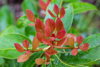 Close-up of red flowering plant