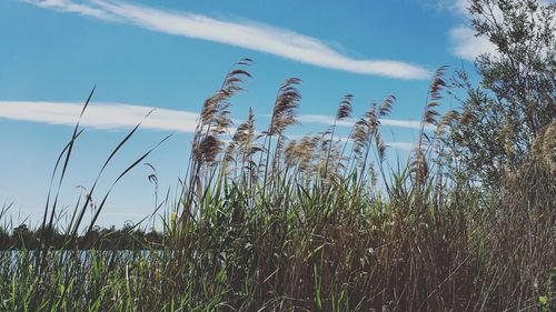 Close-up of plants growing on field against sky