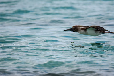 Bird swimming in sea