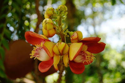 Close-up of flowers against blurred background