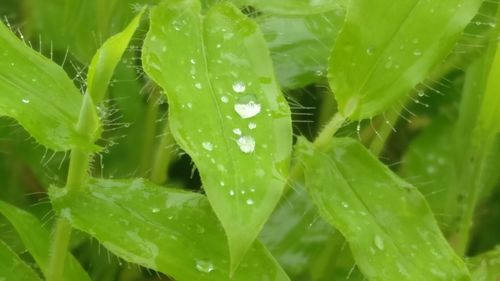 Close-up of wet plants