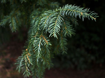 Close-up of christmas tree