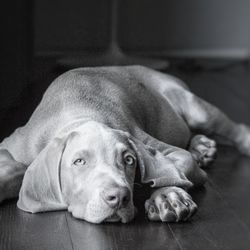 Close-up portrait of dog lying on floor at home