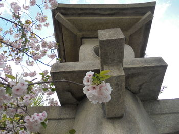 Close-up of pink cherry blossom on tree