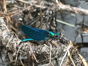 Close-up of butterfly on leaf