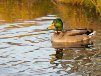 Mallard duck in bushy park, london