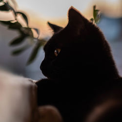 Portrait of black cat at home