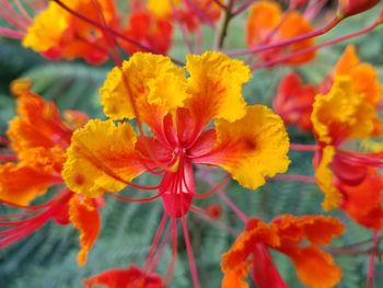 Close-up of fresh orange marigold flowers blooming outdoors