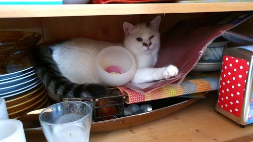 Portrait of cat relaxing on table