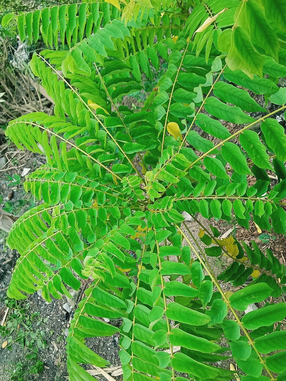 HIGH ANGLE VIEW OF FERN LEAVES ON TREE