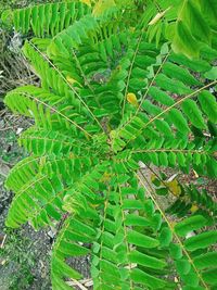 High angle view of fern leaves on field
