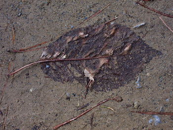 High angle view of dried plant on ground