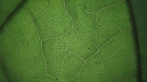 Full frame shot of green leaves