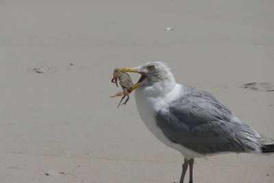 Seagull perching on a beach