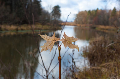 Close-up of dry leaf on tree against sky