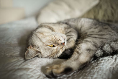 Close-up of cat lying on bed