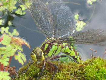 Close-up of insect on plant